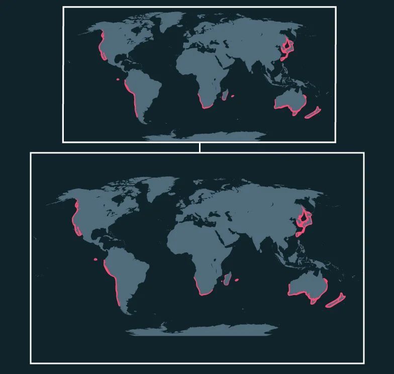 Pacific Sardine