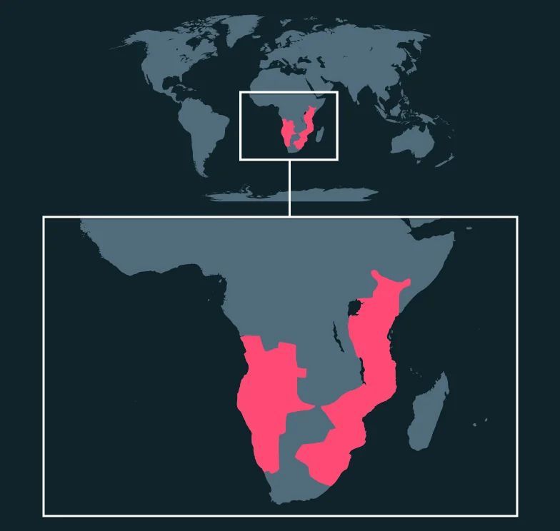 Black Rhinoceros
