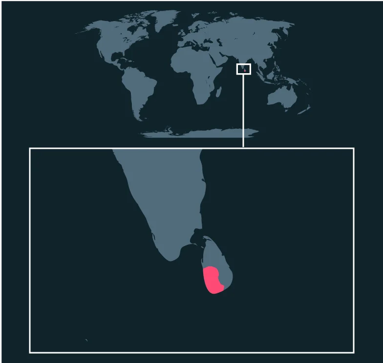 Sri Lankan Rose