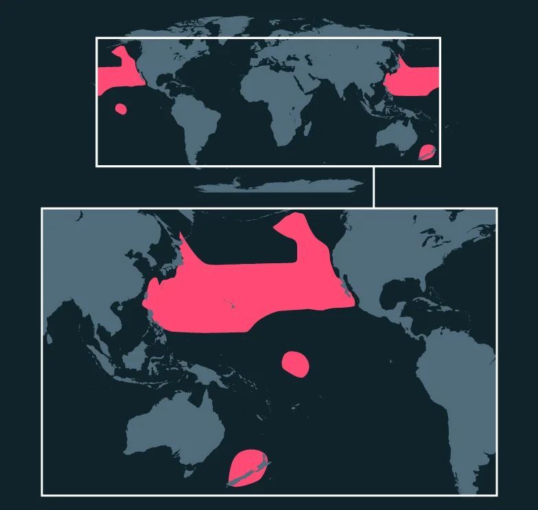 Pacific Bluefin Tuna