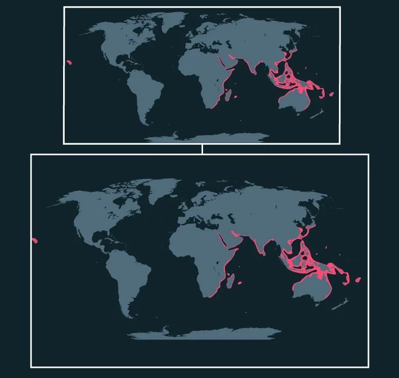 Indo-Pacific Leopard Shark