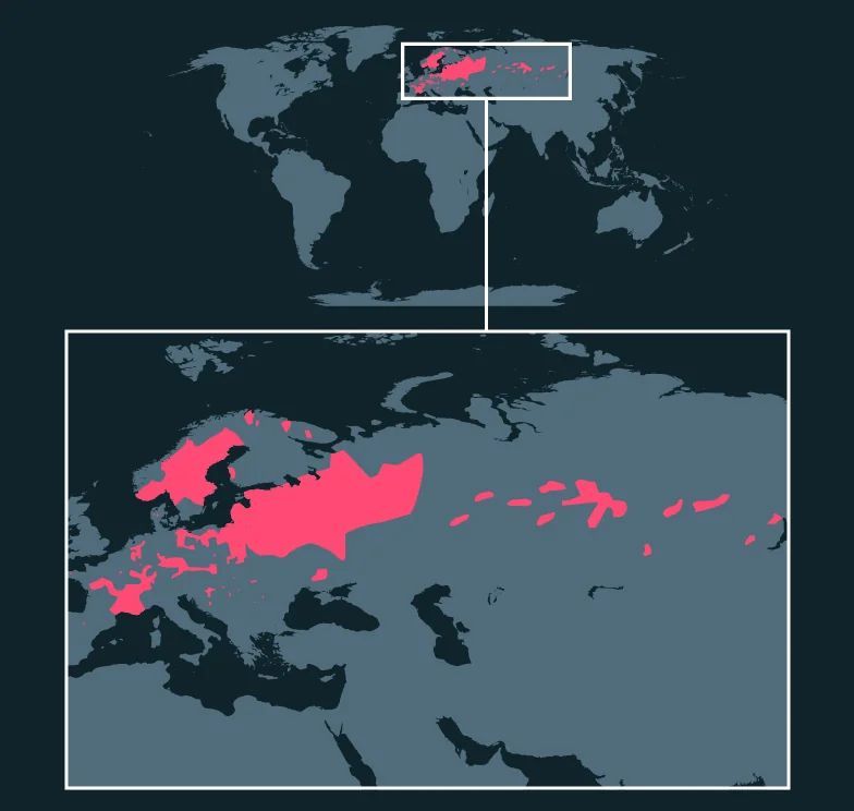 Eurasian Beaver