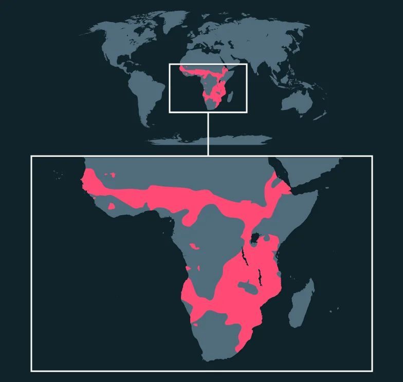 Javali-africano