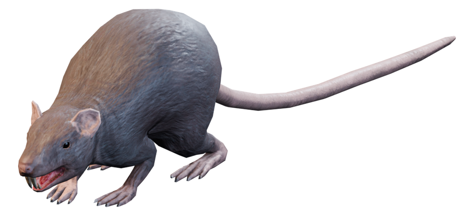 Ratto
