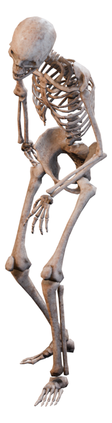 Skeleton