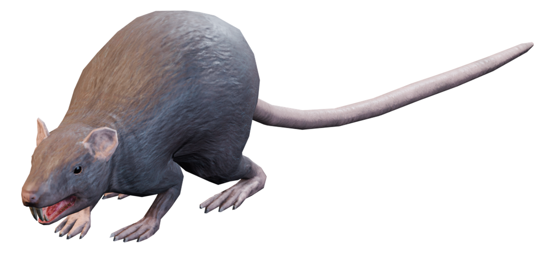 Rat