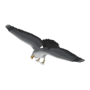 Seagull