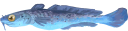 Barbo codanuvola