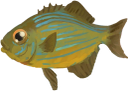 Striped Wanderer