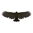 Hawk