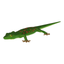 Green Gecko