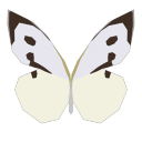 Aileneige