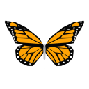 Butterflies Orange