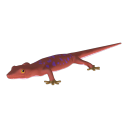 Red Gecko
