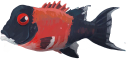 Dickbraue