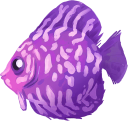 Female Heartscale Fish