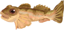 Paslısolungaç
