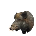 Jabalí