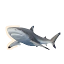 Requin pointes noires