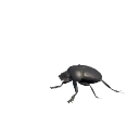 Священный скарабей