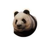 Großer Panda