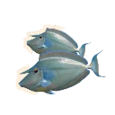 Bluespine Unicornfish