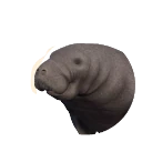 West Indian Manatee