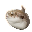 개복치