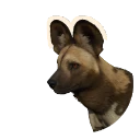African Wild Dog