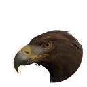 Беркут