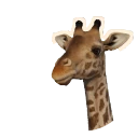 Girafe Masaï