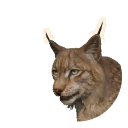 Lince boreal