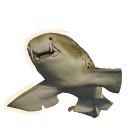 Indo-Pacific Leopard Shark