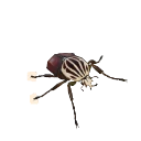 ゴライアスオオツノハナムグリ