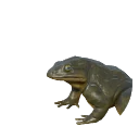 ゴライアスガエル