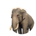 亚洲象