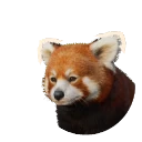 레서판다