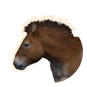 Przewalski's Horse