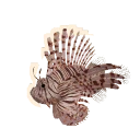 Ognica pstra