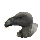 Vautour africain