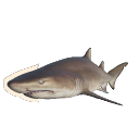 Sand Tiger Shark
