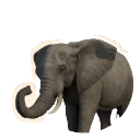 African Savannah Elephant