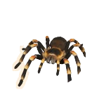 Tarántula mexicana de rodillas anaranjadas