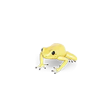 モウドクフキヤガエル