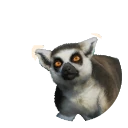 环尾狐猴