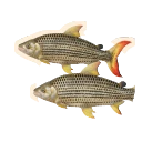 Poisson-tigre africain
