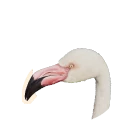 オオフラミンゴ