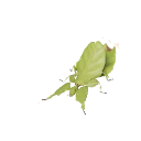 큰나뭇잎벌레