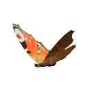 クジャクチョウ