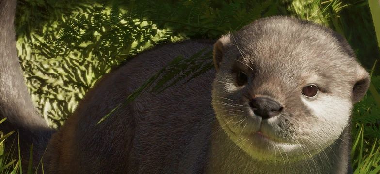Asian Small-Clawed Otter